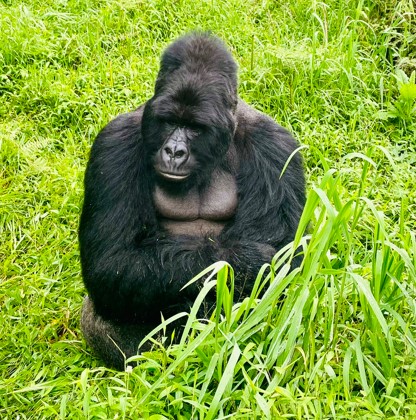 Gorila.jpg