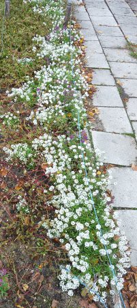 Výzdoba - soutěž 2010