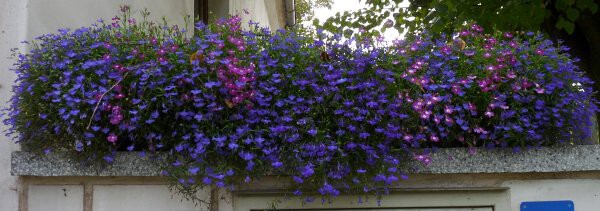 Výzdoba - soutěž 2010