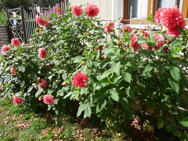 Výzdoba - soutěž 2010