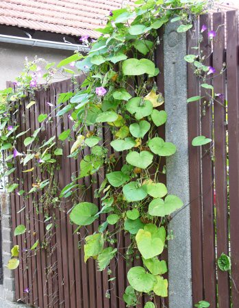 Výzdoba - soutěž 2010