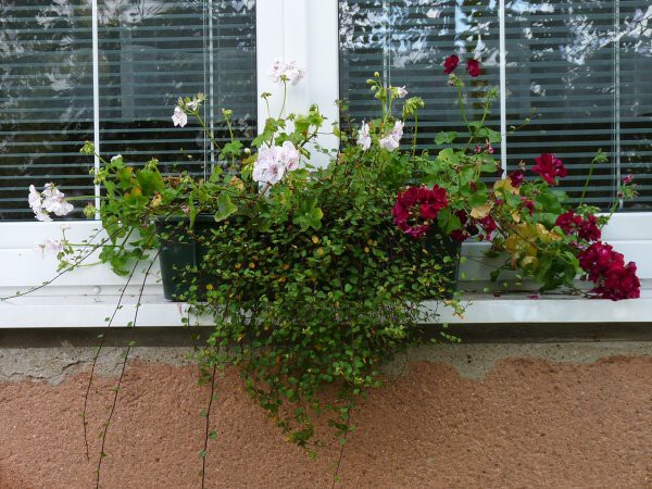 Výzdoba - soutěž 2010