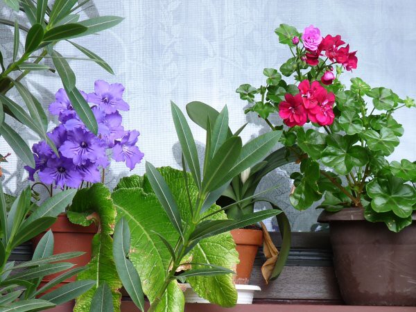 Výzdoba - soutěž 2010